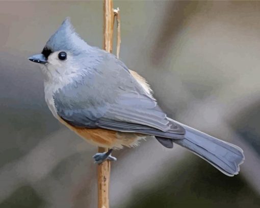 Aesthetic Tufted Titmouse Diamond Paintings