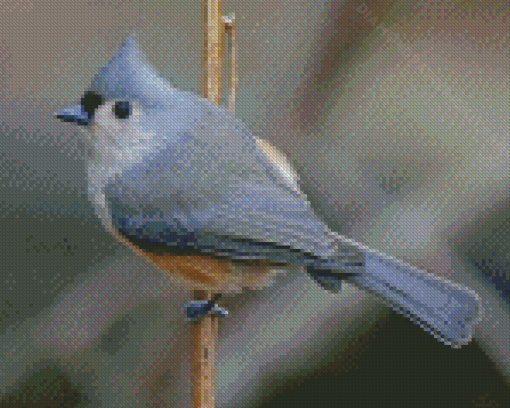 Aesthetic Tufted Titmouse Diamond Paintings