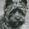 Black And White Black Cairn Terrier Diamond Paintings