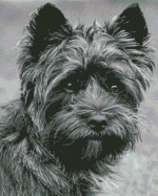 Black And White Black Cairn Terrier Diamond Paintings