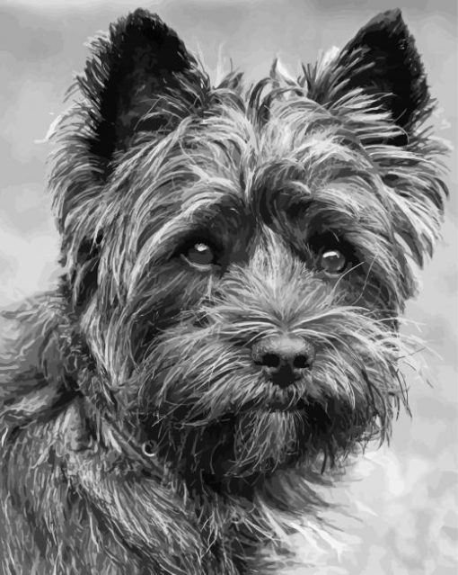 Black And White Black Cairn Terrier Diamond Paintings