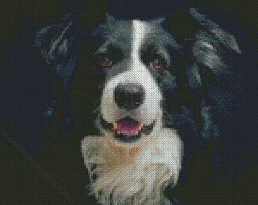 Black And White Welsh Sheepdog Diamond Paintings