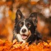 Black Border Collie In Leaves Diamond Paintings