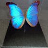 Blue Iridescent Butterfly Diamond Paintings