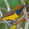 Close Up Yellow Sunbird Diamond Paintings