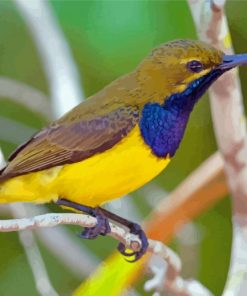 Close Up Yellow Sunbird Diamond Paintings