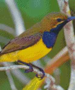 Close Up Yellow Sunbird Diamond Paintings