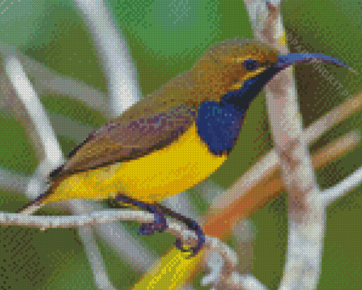 Close Up Yellow Sunbird Diamond Paintings