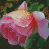 Cool English Rose Diamond Paintings