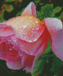 Cool English Rose Diamond Paintings