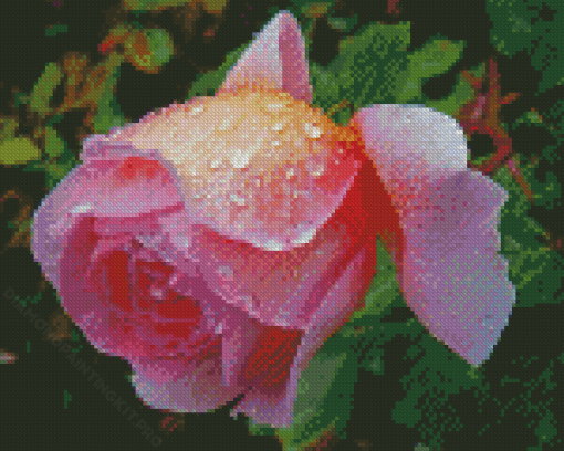 Cool English Rose Diamond Paintings