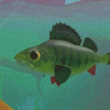 Cool Perch Fish Diamond Paintings