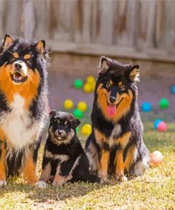 Cute Finnish Lapphunds Diamond Paintings