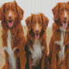 Duck Toller Dogs Diamond Paintings