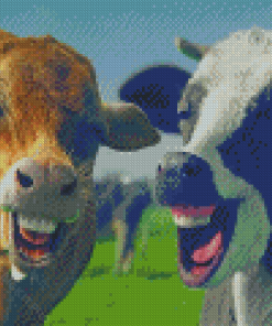 Happy Funny Cows Diamond Paintings