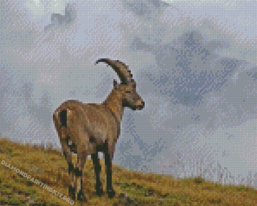 Ibex Animal Diamond Paintings