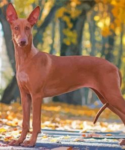 Pharaoh Hound Hunting Dog Diamond Paintings