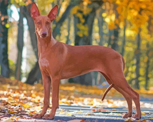 Pharaoh Hound Hunting Dog Diamond Paintings