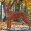 Pharaoh Hound Hunting Dog Diamond Paintings