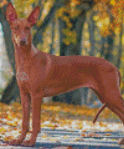 Pharaoh Hound Hunting Dog Diamond Paintings