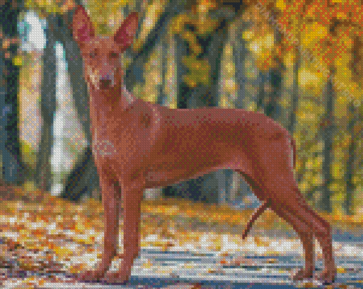 Pharaoh Hound Hunting Dog Diamond Paintings