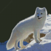 Polar Fox Art Diamond Paintings