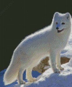 Polar Fox Art Diamond Paintings