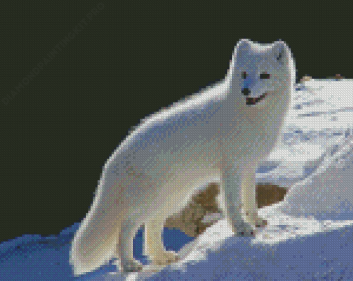 Polar Fox Art Diamond Paintings