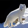 Polar Fox Art Diamond Paintings