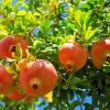 Pomegranate Fruit Tree Diamond Paintings