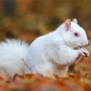 White Albino Squirrel Diamond Paintings