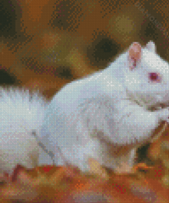 White Albino Squirrel Diamond Paintings