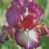 Bearded Iris Plant Diamond Paintings