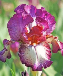 Bearded Iris Plant Diamond Paintings