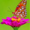 Colorful Butterfly On Rose Diamond Paintings