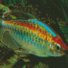 Congo Tetra Tropical Fish Diamond Paintings