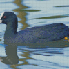 Coot Swimming In Lake Diamond Paintings