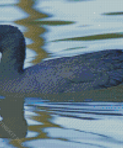 Coot Swimming In Lake Diamond Paintings