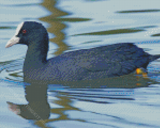 Coot Swimming In Lake Diamond Paintings