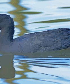 Coot Swimming In Lake Diamond Paintings