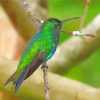 Green Hummingbird Diamond Paintings