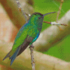 Green Hummingbird Diamond Paintings