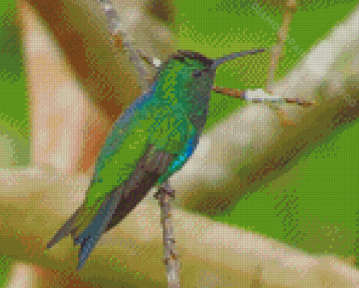 Green Hummingbird Diamond Paintings