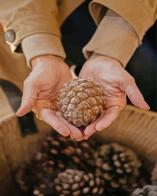 Hands Holding Pinecone Diamond Paintings