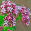 Pink Flowering Plant Valerian Diamond Paintings