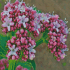 Pink Flowering Plant Valerian Diamond Paintings