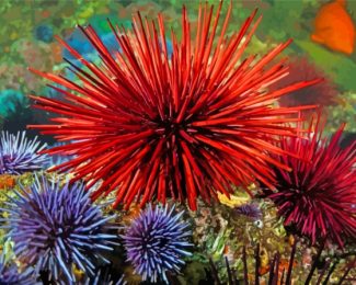 Sea Urchins Diamond Paintings