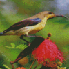 Sunbird Bird On A Flower Diamond Paintings