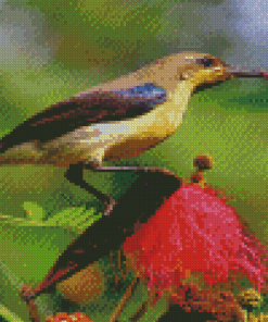 Sunbird Bird On A Flower Diamond Paintings