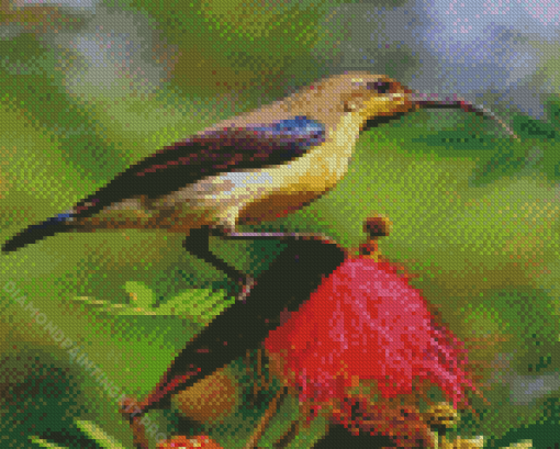 Sunbird Bird On A Flower Diamond Paintings